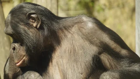 Bononbo Monkey eating grass Stock Footage 306376433