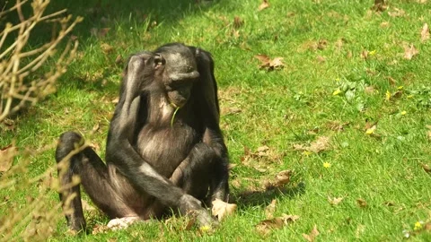 Bononbo Monkey eating grass Видео 306377610