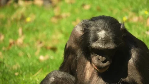 Bononbo Monkey eating grass Stock Footage 306379625