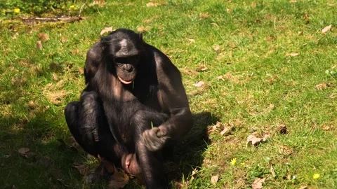 Bononbo Monkey eating grass Видео 306382164