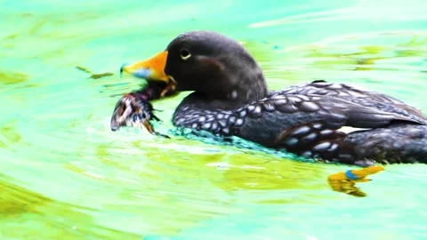 Bononbo Monkey eating grass Stock Footage 310014073