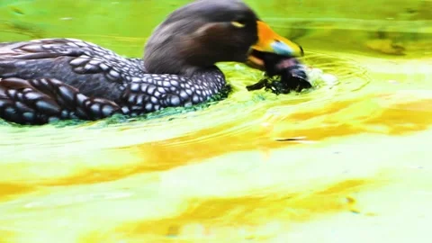 Bononbo Monkey eating grass Stock Footage 310014215
