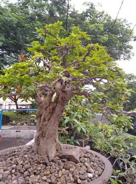 Bonsai banyan Foto stock