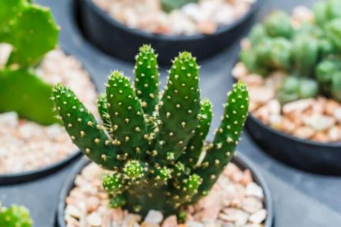 Bonsai cactus Stock Photos