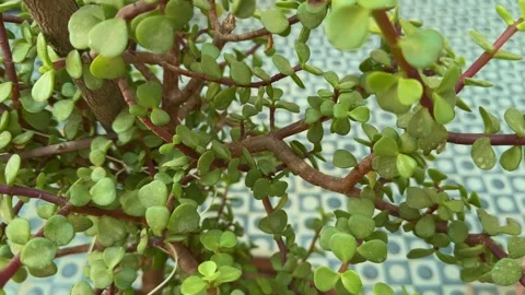 Bonsai Crassula ovata (Jade tree) Stock Footage 304854345