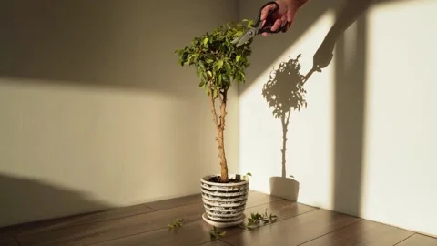 Bonsai Exotic Hands with scissors cut off the branches of an ornamental tree in Stock Footage 155837330