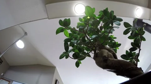 Bonsai ficus tree with a twisted root trunk Stock Footage 47125256