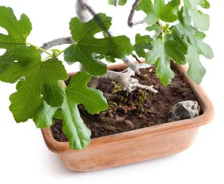 Bonsai fig tree Stock Photos