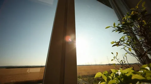 Bonsai Stock Footage 29214946