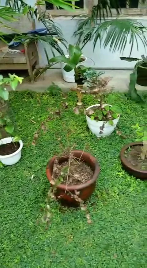 Bonsai Stock Footage 219763617