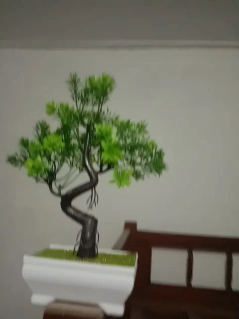 Bonsai Stock Footage 243590108