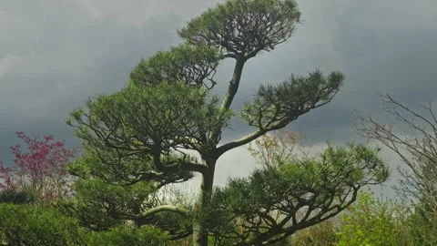 Bonsai Stock-Footage 335950800