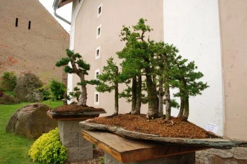 Bonsai forest Stock Photos