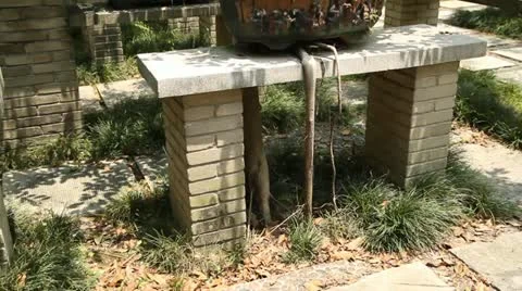 Bonsai Garden Stock Footage 11204461