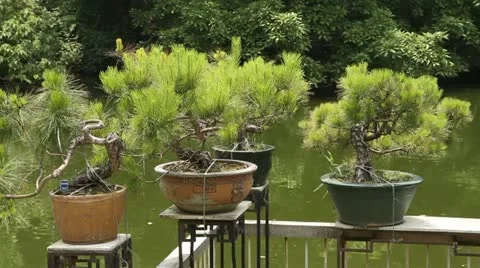 Bonsai Garden Stock Footage 11204859