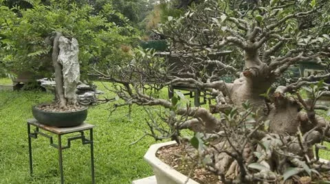 Bonsai Garden Stock Footage 11205266