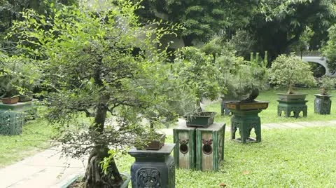 Bonsai Garden Stock Footage 11205632