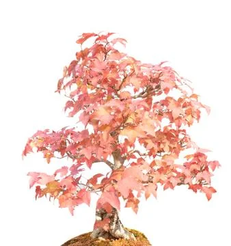 Bonsai isolated Foto stock