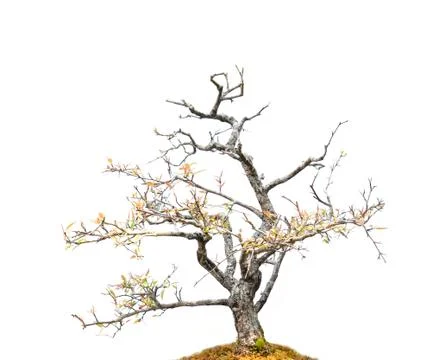 Bonsai isolated Foto stock