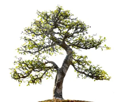 Bonsai isolated 스톡 사진