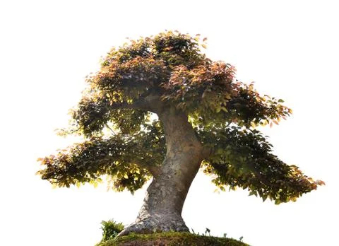 Bonsai isolated Foto stock