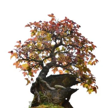 Bonsai isolated Foto stock