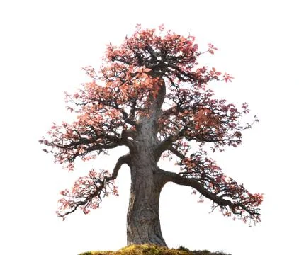 Bonsai isolated Foto stock