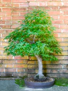 Bonsai Maple Tree Stock Photos