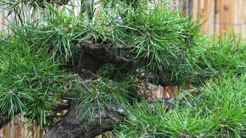 A bonsai needle tree Stock Footage 265802264
