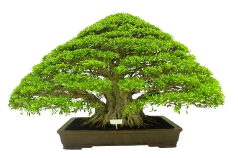 Bonsai Stock Photos