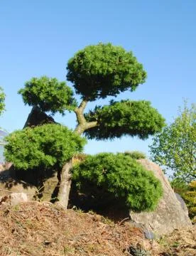Bonsai Stock Photos