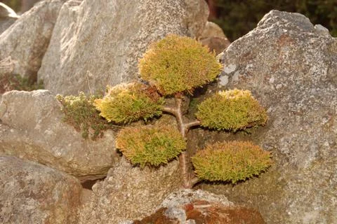 Bonsai Stock Photos