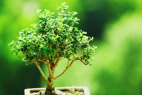 Bonsai Stock Photos