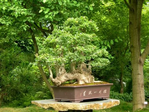 Bonsai Stock Photos