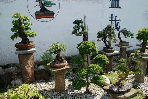 Bonsai Stock Photos