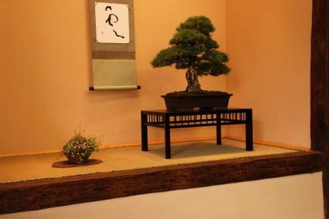 Bonsai Stock Photos