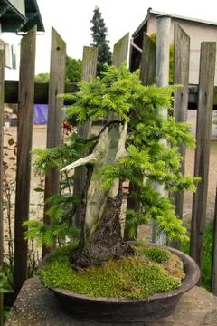 Bonsai Stock Photos