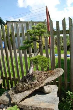 Bonsai Foto stock