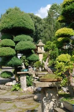 Bonsai Stock Photos