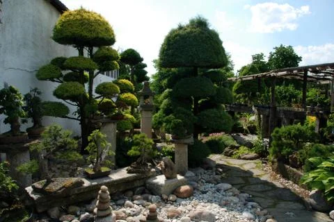 Bonsai Stock Photos