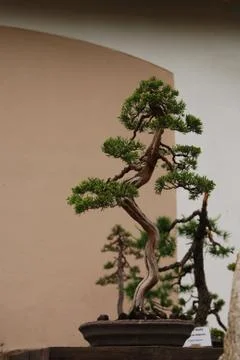 Bonsai Stock Photos