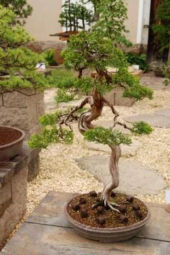 Bonsai Stock Photos