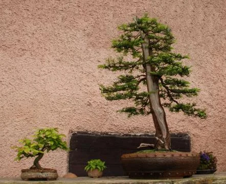 Bonsai Stock Photos