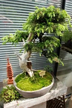 Bonsai Stock Photos