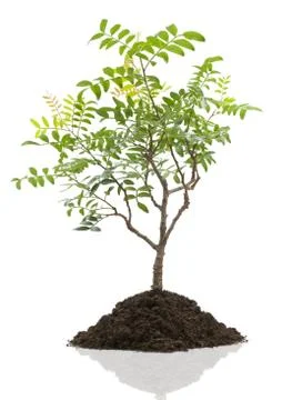 Bonsai Stock Photos