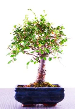 Bonsai Stock Photos