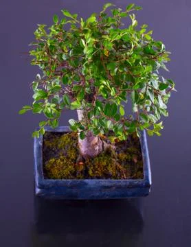 Bonsai Foto stock