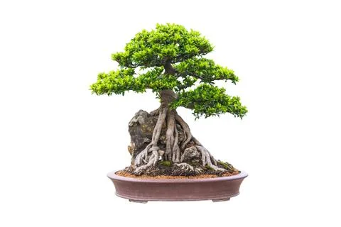 Bonsai Stock Photos
