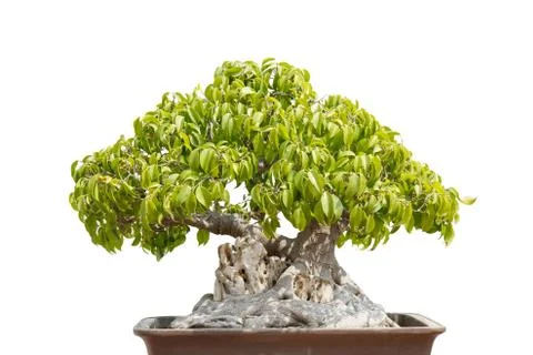 Bonsai Fotos Stock