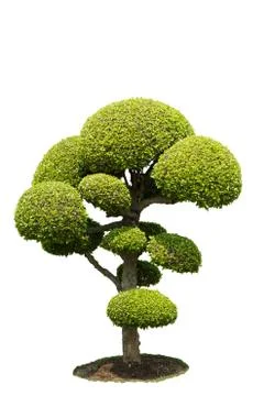 Bonsai Stock Photos